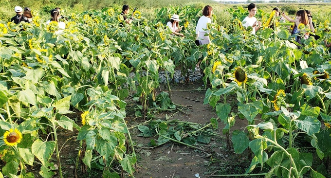 Hàng trăm người chen chúc nhau chụp ảnh ở vườn hướng dương Hải Phòng