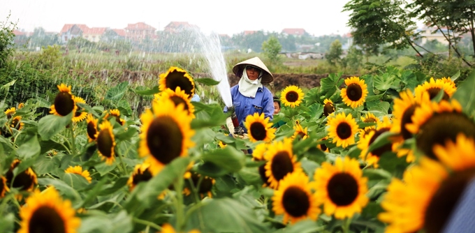 Hàng trăm người chen chúc nhau chụp ảnh ở vườn hướng dương Hải Phòng