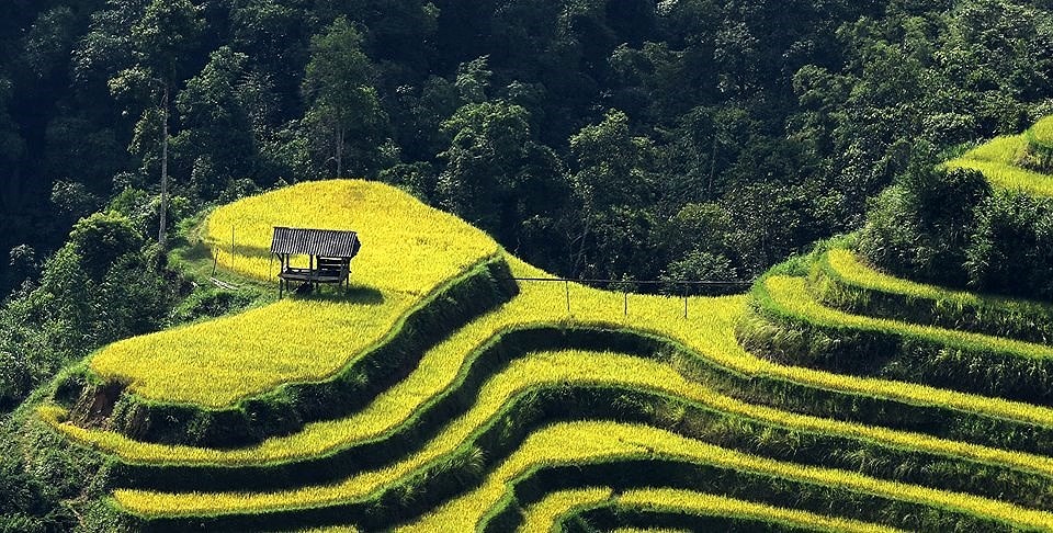 Mùa vàng Hoàng Su Phì đẹp hút hồn du khách