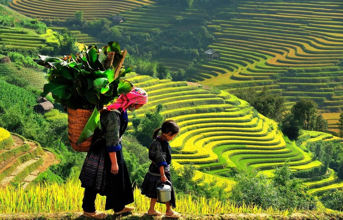 Mùa vàng Hoàng Su Phì đẹp hút hồn du khách