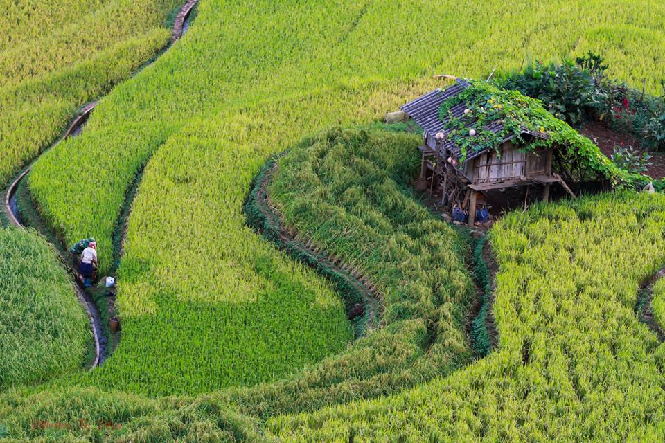 Mùa vàng trên danh thắng Mù Cang Chải