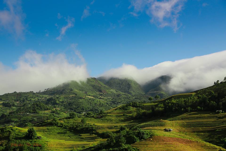 Mùa vàng trên danh thắng Mù Cang Chải