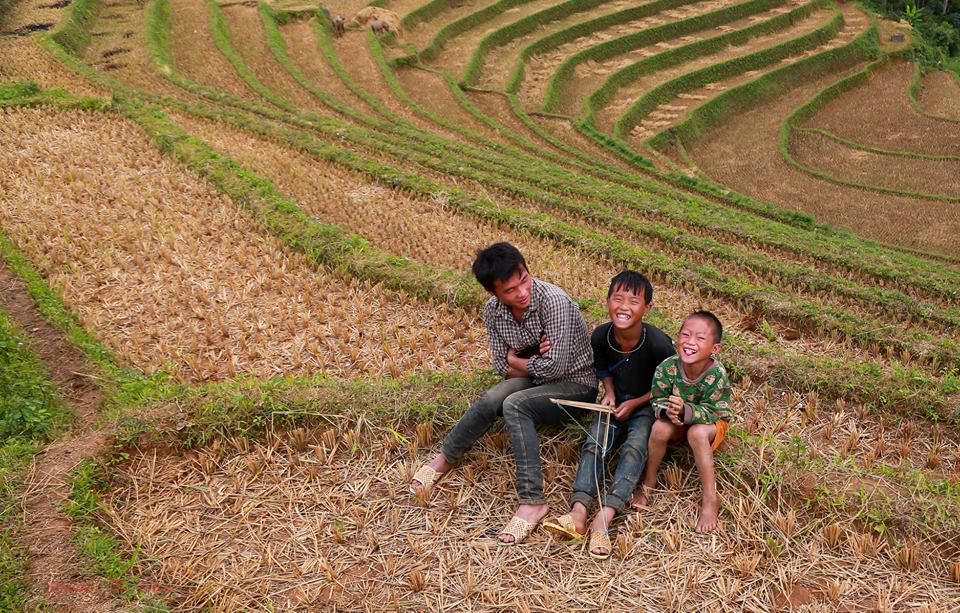 Mùa vàng trên danh thắng Mù Cang Chải