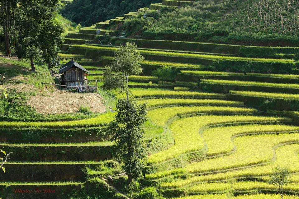 Mùa vàng trên danh thắng Mù Cang Chải