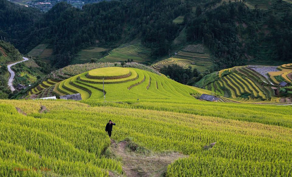 Mùa vàng trên danh thắng Mù Cang Chải