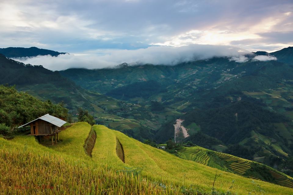 Mùa vàng trên danh thắng Mù Cang Chải