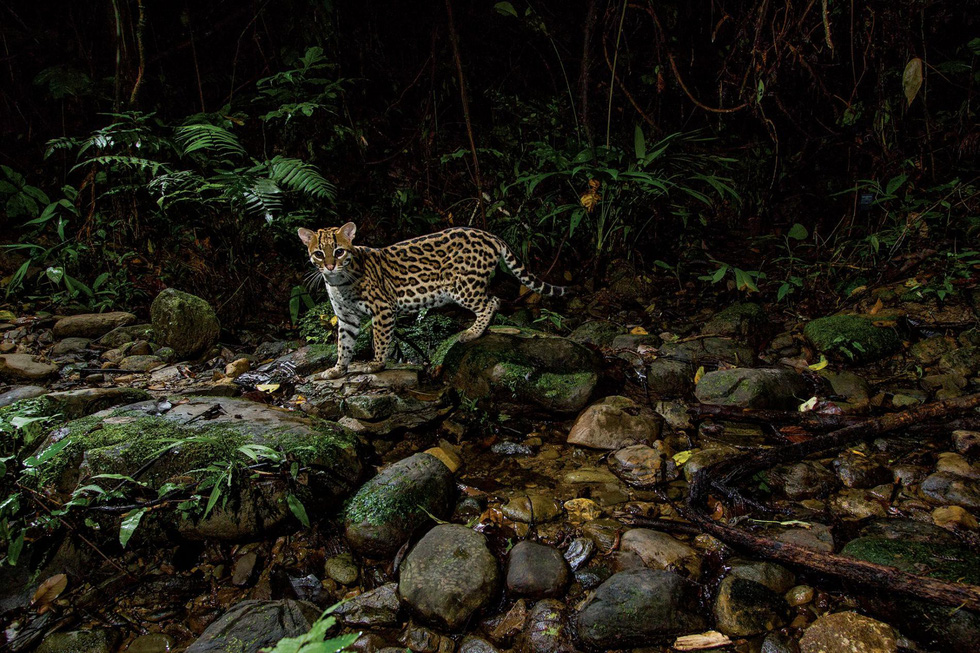 Hoàng Liên Sơn - điểm du lịch đáng đến 2019 của National Geographic - Ảnh 14.