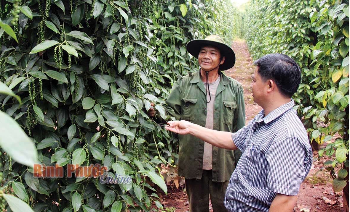 Anh Điểu Đấy (bìa trái) thu nhập hàng trăm triệu đồng mỗi năm nhờ sản xuất, chăn nuôi giỏi