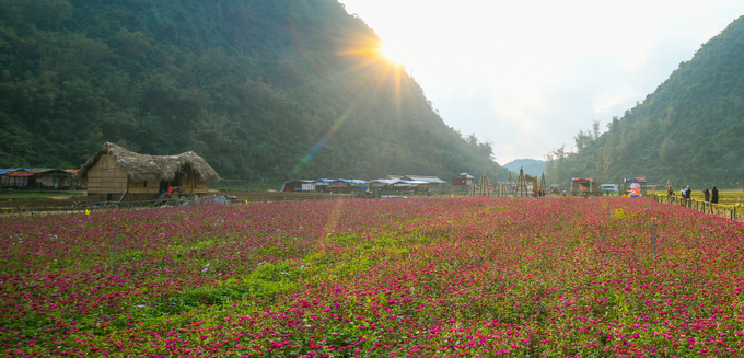 Bên trong thung lũng hoa lớn nhất Việt Nam