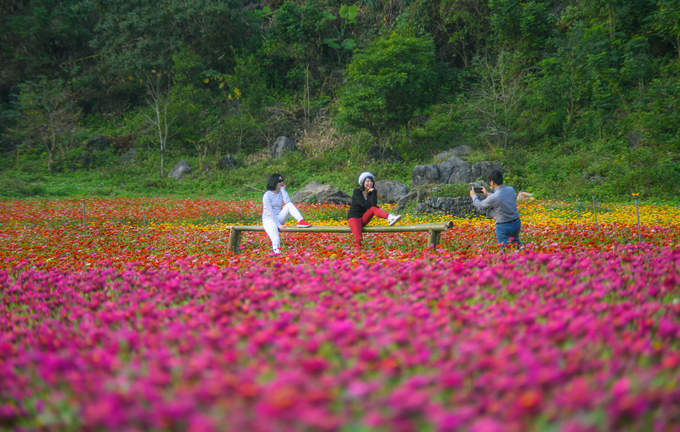 Bên trong thung lũng hoa lớn nhất Việt Nam