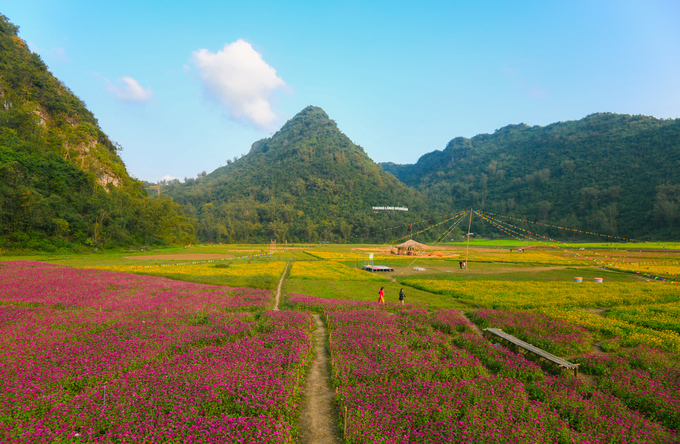 Bên trong thung lũng hoa lớn nhất Việt Nam