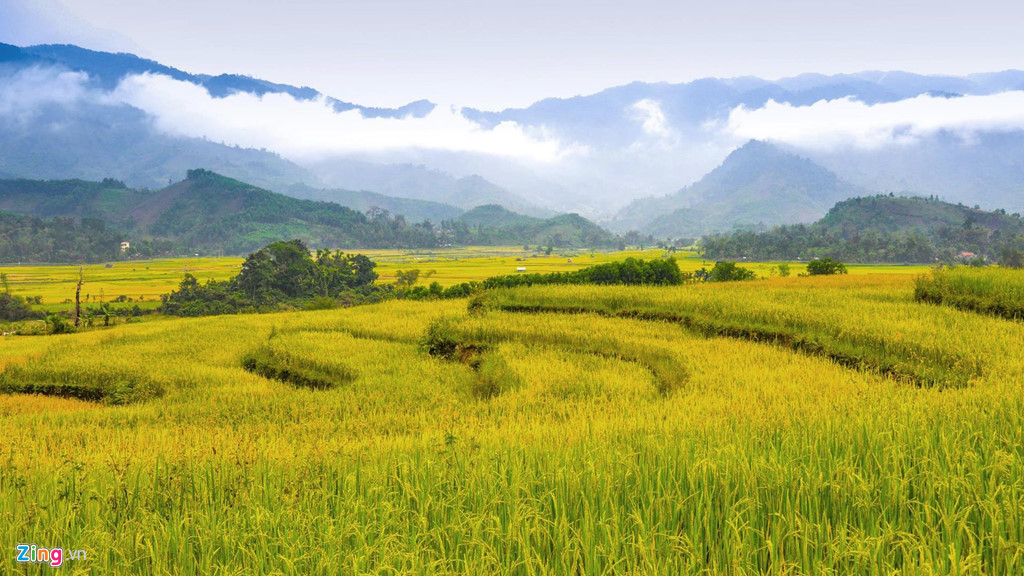 Thang 3 ve, ngam Quang Ngai thay mau voi canh dong bat ngat hinh anh 1 