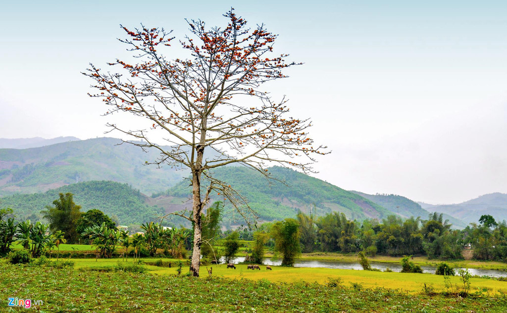 Thang 3 ve, ngam Quang Ngai thay mau voi canh dong bat ngat hinh anh 2 