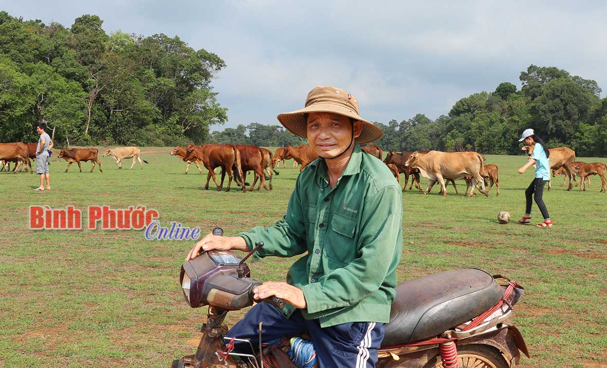 Ông Vi Văn Sáu chăn thả đàn bò trên đồng cỏ