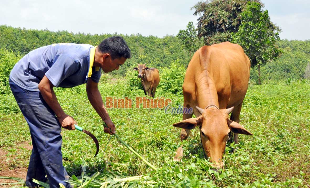 Anh Điểu Lành chăm sóc bò do Nhà nước cấp từ năm 2015