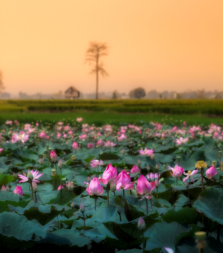 Gia Lai, noi an giau loat canh dep say long giua cao nguyen dat do hinh anh 6 