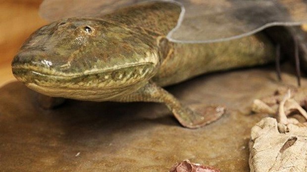 Loai ca co dai Tiktaalik roseae da di bo tren mat dat nhu the nao? hinh anh 1