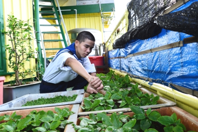 Tăng gia rau xuân ở nhà giàn Quế Đường