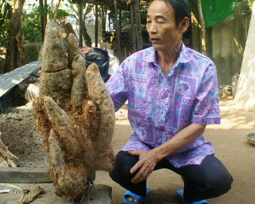 Củ khoai nặng hơn 18 kg 