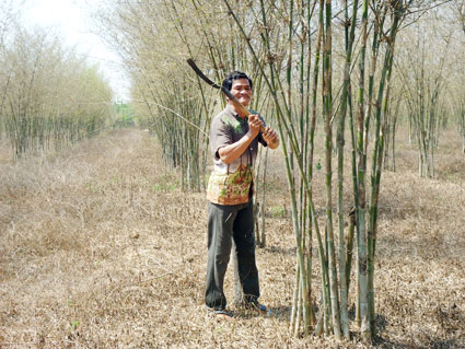 cây tầm vông