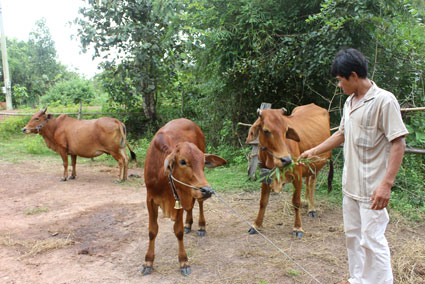 nông dân nuôi bò